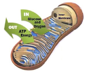 Oxypower improves mitochondrial efficacy