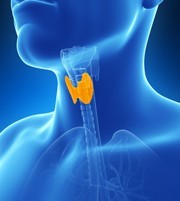 thyroid gland in neck