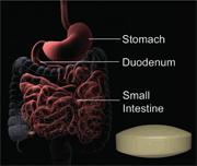 Enteric Coated Tablet and Enzyme Absorption