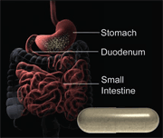 Powder Filled Capsule and Enzyme Absorption