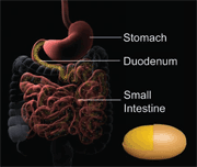 VitalzymXe Enteric Coated Liquid-Filled Gel Capsule and Enzyme Absorption