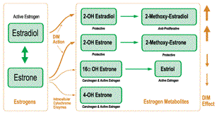 How is testosterone metabolized