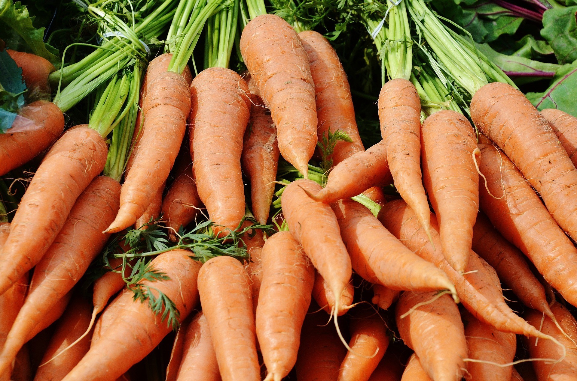 Carrot Seed Essential Oil Simplers Botanicals Energetic Nutrition