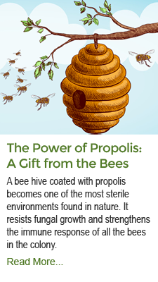 The Power of Propolis: A Gift from the Bees